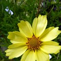 Coreopsis x 'Full Moon' fleur